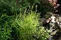 FH_VP_0051(Carex riparia)